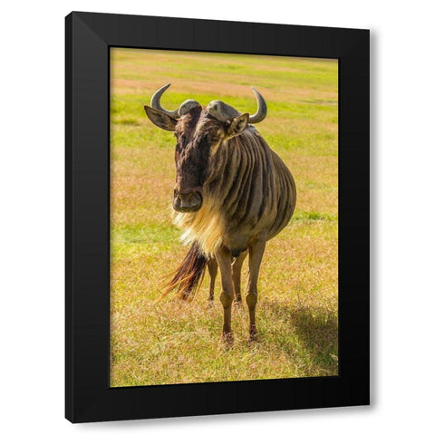 Africa-Tanzania-Ngorongoro Crater White bearded wildebeest close-up  Black Modern Wood Framed Art Print by Jaynes Gallery