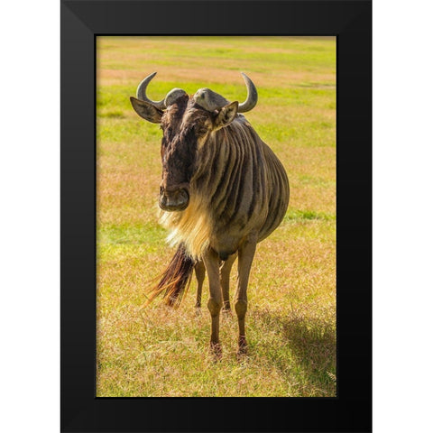 Africa-Tanzania-Ngorongoro Crater White bearded wildebeest close-up  Black Modern Wood Framed Art Print by Jaynes Gallery