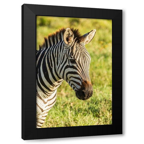 Africa-Tanzania-Ngorongoro Crater Plains zebra head  Black Modern Wood Framed Art Print by Jaynes Gallery