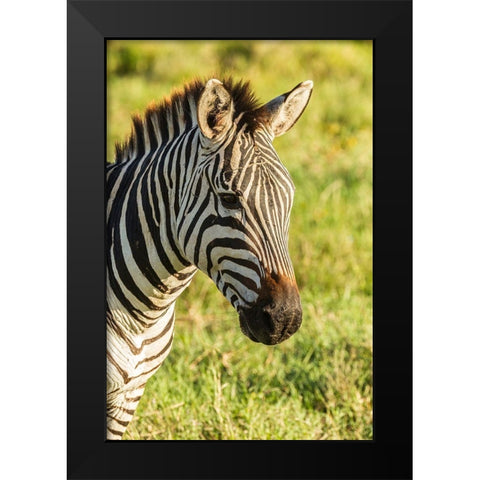Africa-Tanzania-Ngorongoro Crater Plains zebra head  Black Modern Wood Framed Art Print by Jaynes Gallery