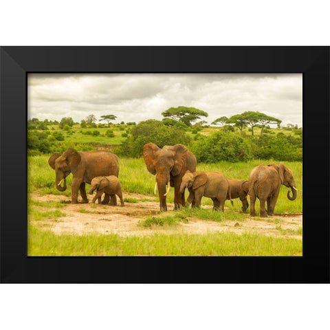 Africa-Tanzania-Tarangire National Park African elephant adults and young  Black Modern Wood Framed Art Print by Jaynes Gallery