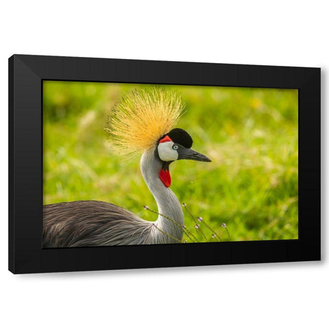 Africa-Tanzania-Ngorongoro Crater Crowned crane bird close-up  Black Modern Wood Framed Art Print by Jaynes Gallery