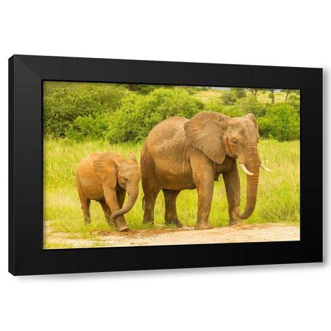 Africa-Tanzania-Tarangire National Park African elephant adult and baby  Black Modern Wood Framed Art Print with Double Matting by Jaynes Gallery