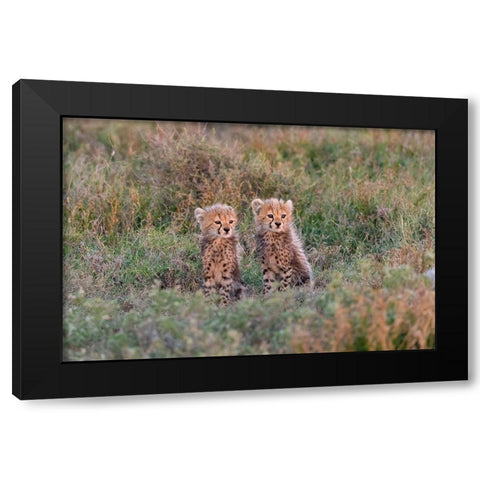 Africa-Tanzania-Serengeti National Park Baby cheetahs close-up  Black Modern Wood Framed Art Print by Jaynes Gallery