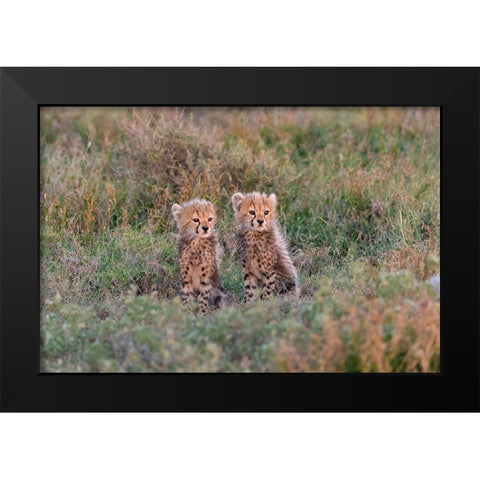 Africa-Tanzania-Serengeti National Park Baby cheetahs close-up  Black Modern Wood Framed Art Print by Jaynes Gallery