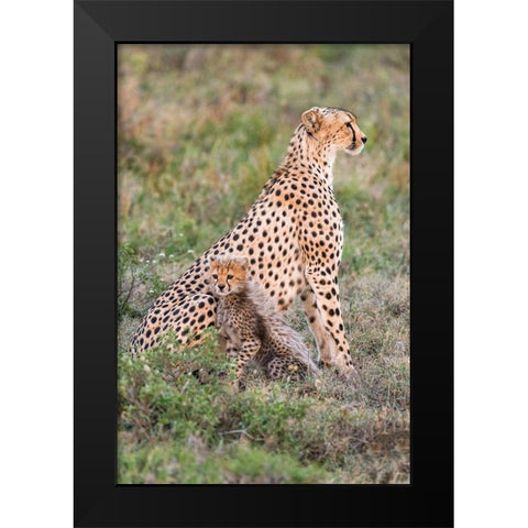 Africa-Tanzania-Serengeti National Park Mother cheetah and baby  Black Modern Wood Framed Art Print by Jaynes Gallery