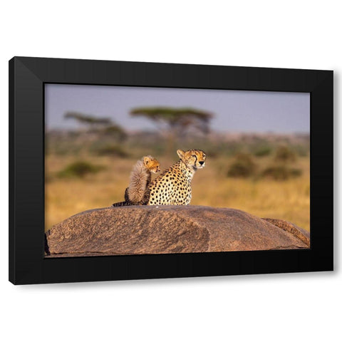 Africa-Tanzania-Serengeti National Park Mother cheetah and baby  Black Modern Wood Framed Art Print by Jaynes Gallery