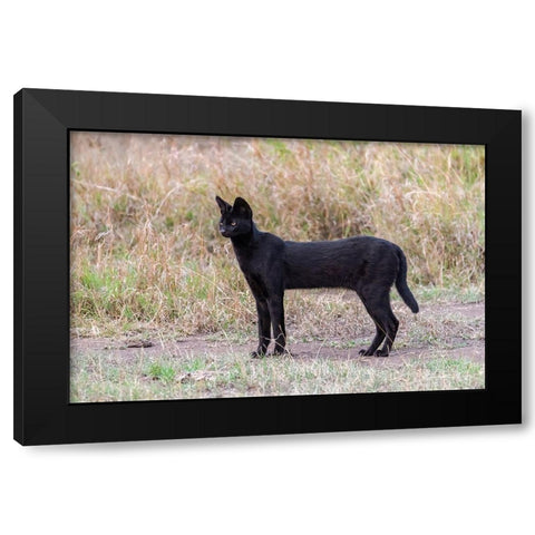 Africa-Tanzania-Serengeti National Park Black serval cat in grass  Black Modern Wood Framed Art Print with Double Matting by Jaynes Gallery