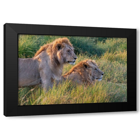 Africa-Tanzania-Serengeti National Park Male lions close-up  Black Modern Wood Framed Art Print with Double Matting by Jaynes Gallery