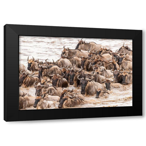 Africa-Tanzania-Serengeti National Park Wildebeests crossing Mara River  Black Modern Wood Framed Art Print by Jaynes Gallery