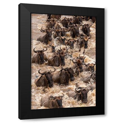 Africa-Tanzania-Serengeti National Park Wildebeests crossing Mara River  Black Modern Wood Framed Art Print with Double Matting by Jaynes Gallery