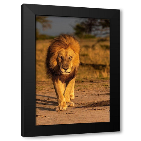 Africa-Tanzania-Serengeti National Park Male lion close-up  Black Modern Wood Framed Art Print with Double Matting by Jaynes Gallery