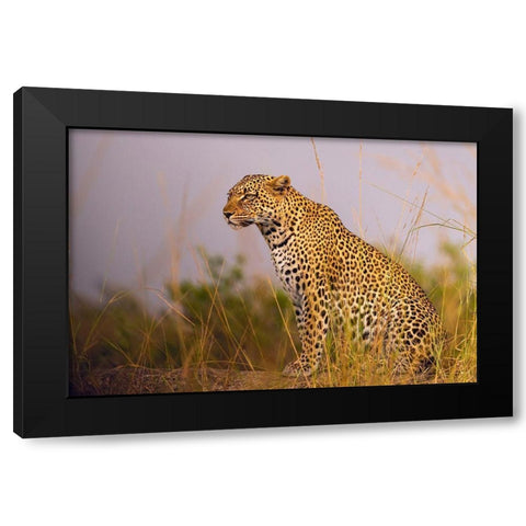 Africa-Tanzania-Serengeti National Park Close-up of leopard resting  Black Modern Wood Framed Art Print with Double Matting by Jaynes Gallery