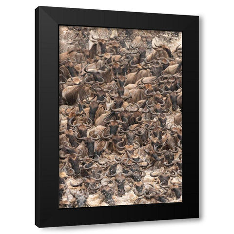 Africa-Tanzania-Serengeti National Park Wildebeests crossing Mara River  Black Modern Wood Framed Art Print with Double Matting by Jaynes Gallery