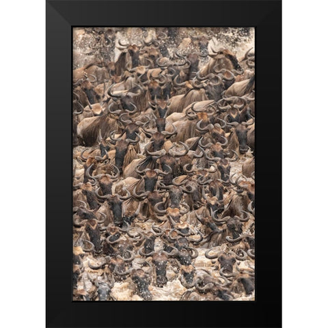 Africa-Tanzania-Serengeti National Park Wildebeests crossing Mara River  Black Modern Wood Framed Art Print by Jaynes Gallery