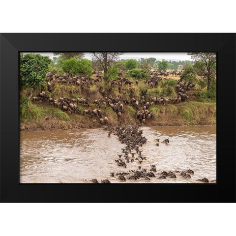 Africa-Tanzania-Serengeti National Park Wildebeests crossing Mara River  Black Modern Wood Framed Art Print by Jaynes Gallery