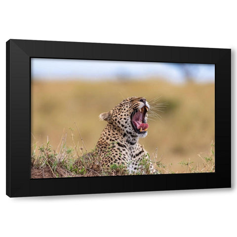 Africa-Tanzania-Serengeti National Park Yawning leopard  Black Modern Wood Framed Art Print by Jaynes Gallery