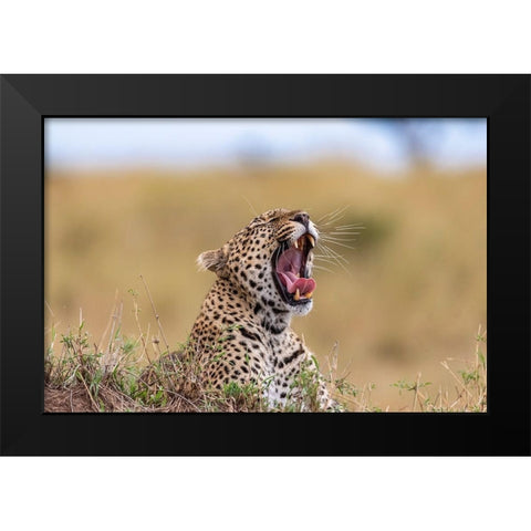 Africa-Tanzania-Serengeti National Park Yawning leopard  Black Modern Wood Framed Art Print by Jaynes Gallery