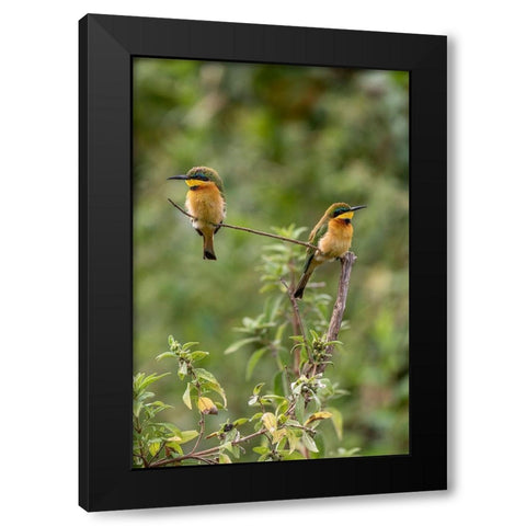 Africa-Tanzania Little bee-eater birds on limb  Black Modern Wood Framed Art Print by Jaynes Gallery