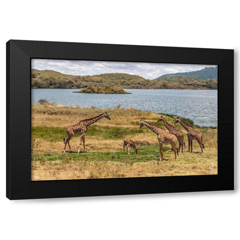 Africa-Tanzania-Serengeti National Park Giraffes on plain  Black Modern Wood Framed Art Print with Double Matting by Jaynes Gallery