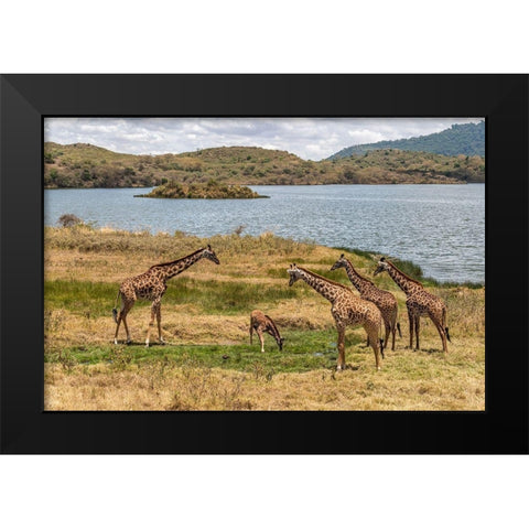 Africa-Tanzania-Serengeti National Park Giraffes on plain  Black Modern Wood Framed Art Print by Jaynes Gallery