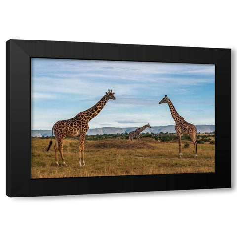 Africa-Tanzania-Serengeti National Park Giraffes on plain  Black Modern Wood Framed Art Print with Double Matting by Jaynes Gallery