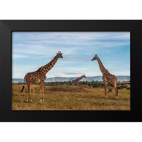 Africa-Tanzania-Serengeti National Park Giraffes on plain  Black Modern Wood Framed Art Print by Jaynes Gallery