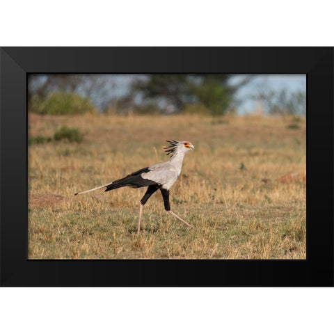 Africa-Tanzania-Serengeti National Park Secretary bird  Black Modern Wood Framed Art Print by Jaynes Gallery