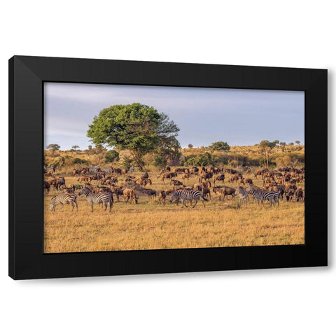 Africa-Tanzania-Serengeti National Park Zebras and wildebeests on plain  Black Modern Wood Framed Art Print by Jaynes Gallery