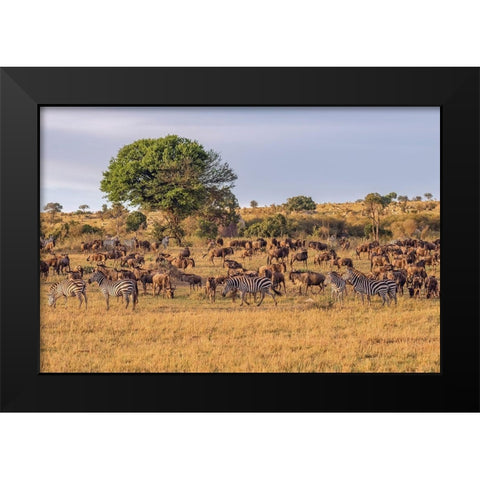 Africa-Tanzania-Serengeti National Park Zebras and wildebeests on plain  Black Modern Wood Framed Art Print by Jaynes Gallery