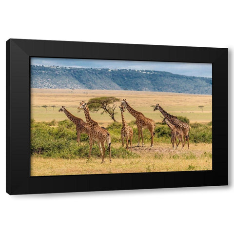 Africa-Tanzania-Serengeti National Park Giraffes on plain  Black Modern Wood Framed Art Print by Jaynes Gallery