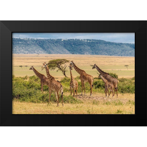 Africa-Tanzania-Serengeti National Park Giraffes on plain  Black Modern Wood Framed Art Print by Jaynes Gallery