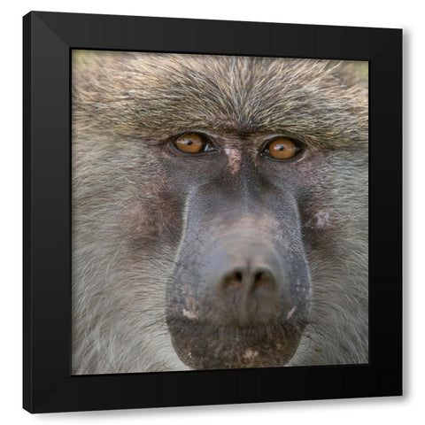 Africa-Tanzania Closeup of male baboon Black Modern Wood Framed Art Print with Double Matting by Sederquist, Betty