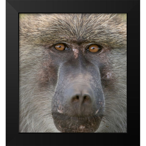 Africa-Tanzania Closeup of male baboon Black Modern Wood Framed Art Print by Sederquist, Betty