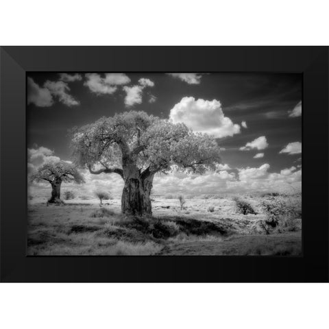 Africa-Tanzania Ancient baobab trees-dot the landscape in this infrared view Black Modern Wood Framed Art Print by Sederquist, Betty