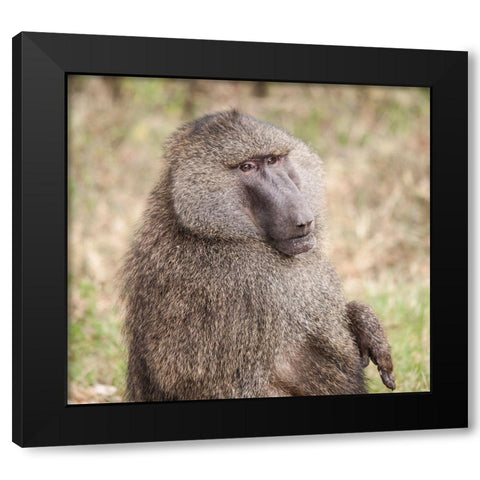 Africa-Tanzania A baboon face shows wisdom and personality on the African savannah Black Modern Wood Framed Art Print by Sederquist, Betty