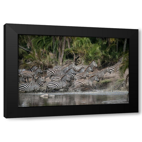 Africa-Tanzania Perhaps spooked by crocodiles-zebras stampede in the Serengeti Black Modern Wood Framed Art Print by Sederquist, Betty