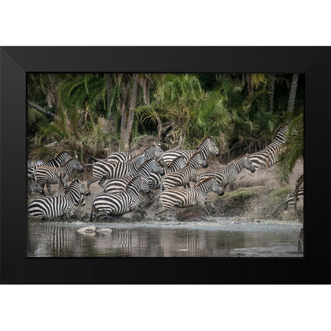 Africa-Tanzania Perhaps spooked by crocodiles-zebras stampede in the Serengeti Black Modern Wood Framed Art Print by Sederquist, Betty