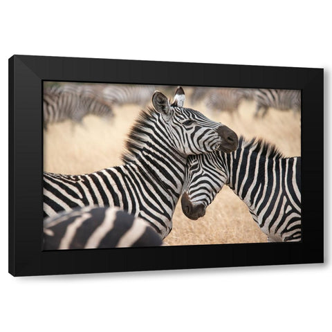 Africa-Tanzania Loving zebras nuzzle in the Serengeti Black Modern Wood Framed Art Print by Sederquist, Betty