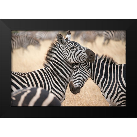 Africa-Tanzania Loving zebras nuzzle in the Serengeti Black Modern Wood Framed Art Print by Sederquist, Betty