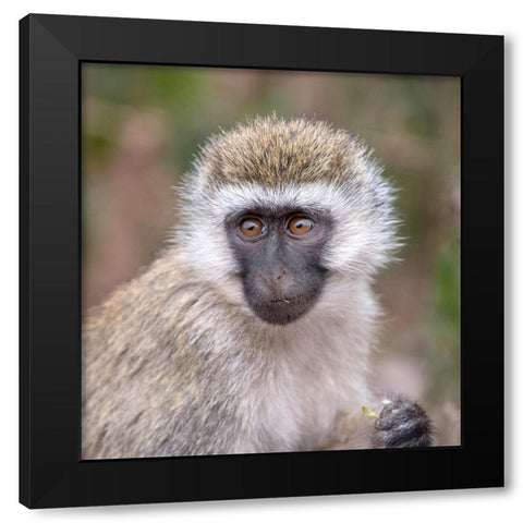 Africa Tanzania Vervet baby in the Serengeti Black Modern Wood Framed Art Print with Double Matting by Sederquist, Betty