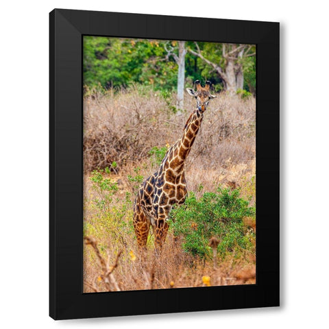 A Maasai giraffe looks on as a safari drives by Black Modern Wood Framed Art Print by Richardson, Larry