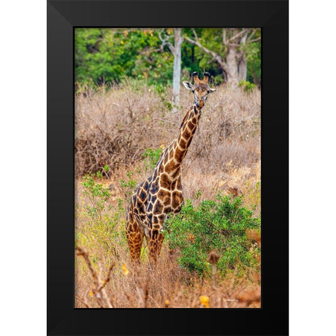 A Maasai giraffe looks on as a safari drives by Black Modern Wood Framed Art Print by Richardson, Larry