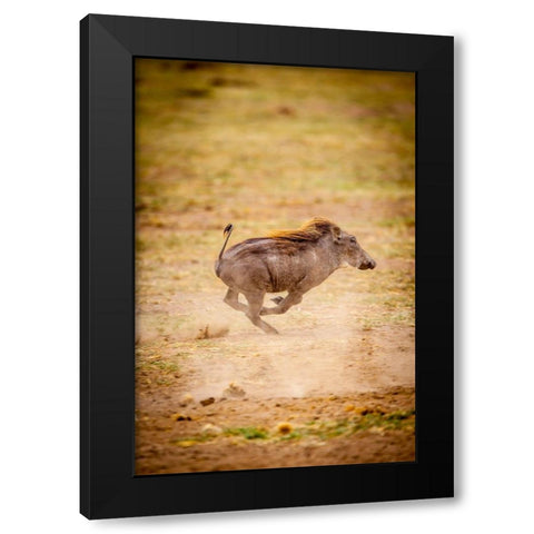A young warthog kicks up dust as it runs Black Modern Wood Framed Art Print by Richardson, Larry