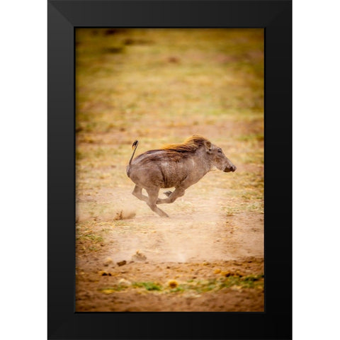 A young warthog kicks up dust as it runs Black Modern Wood Framed Art Print by Richardson, Larry