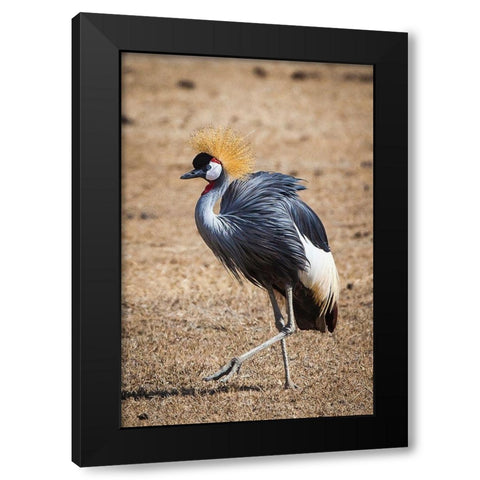 A grey crown crane is seen in Ngorongoro Crater-Tanzania Black Modern Wood Framed Art Print by Richardson, Larry