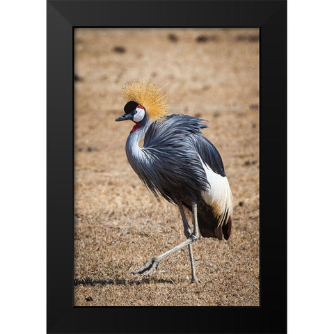 A grey crown crane is seen in Ngorongoro Crater-Tanzania Black Modern Wood Framed Art Print by Richardson, Larry