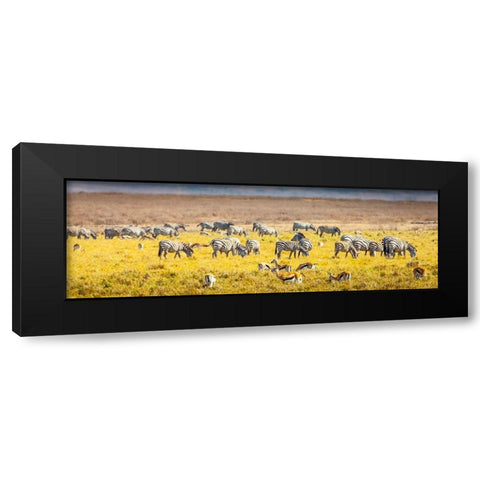 Thompsons gazelle and zebra feed among the grasslands within the Ngorongoro Crater Black Modern Wood Framed Art Print with Double Matting by Richardson, Larry
