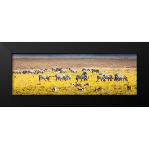 Thompsons gazelle and zebra feed among the grasslands within the Ngorongoro Crater Black Modern Wood Framed Art Print by Richardson, Larry