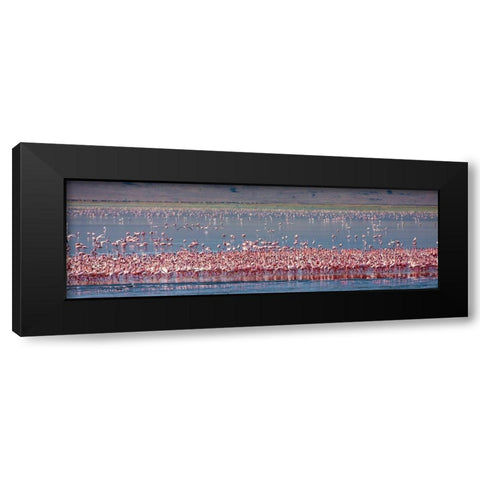 Lesser flamingos rest and feed in Lake Magadi inside Ngorongoro Crater-Tanzania Black Modern Wood Framed Art Print by Richardson, Larry
